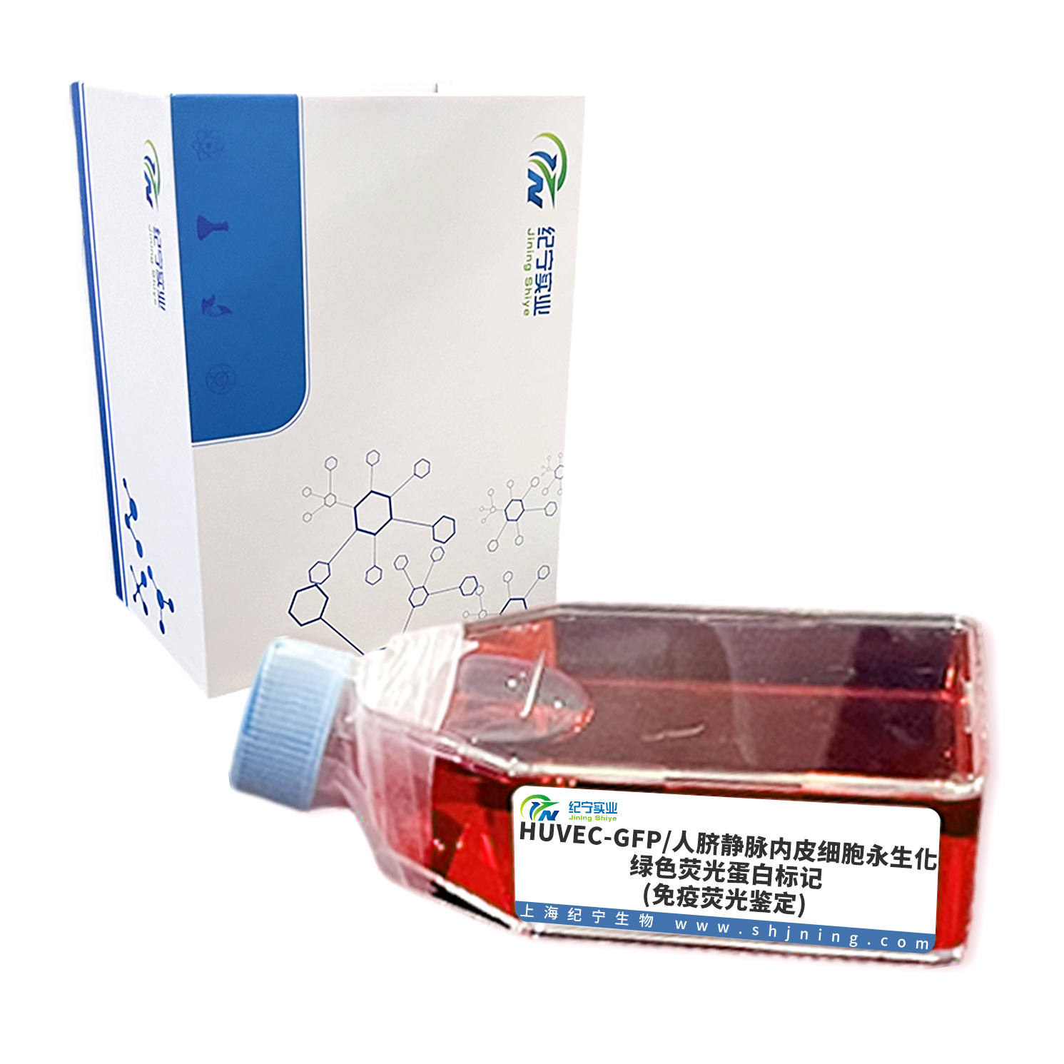 HUVEC-GFP/人脐静脉内皮细胞永生化-绿色荧光蛋白标记(免疫荧光鉴定)