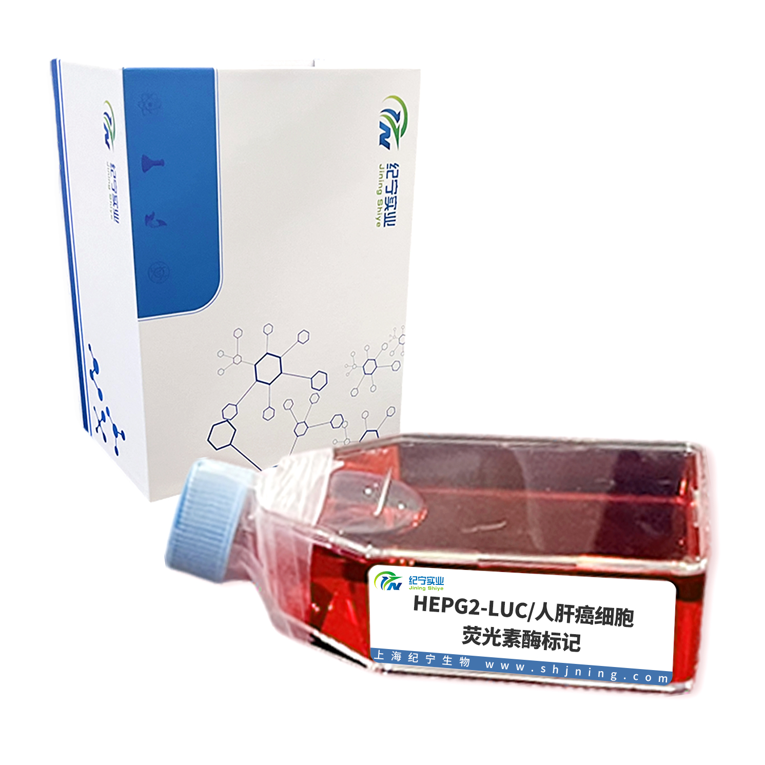 HEPG2-LUC/人肝癌细胞-荧光素酶标记