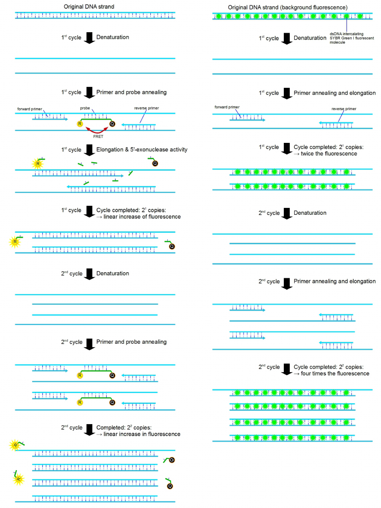 QPCR