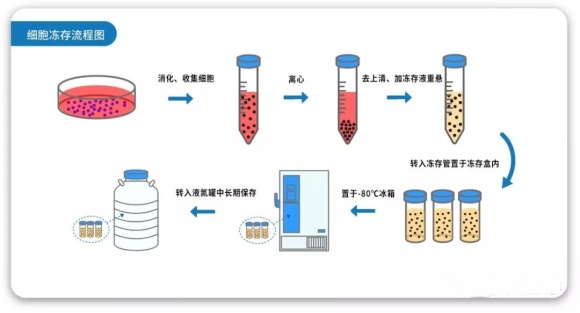 细胞冻存步骤