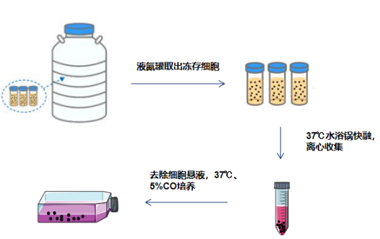 细胞复苏步骤